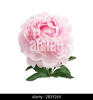 Bunte Ponys isoliert weiß in wunderschönem Stil. Pink frische Ponys. Frühling Sommer Hochzeit Hintergrund. Stockfoto