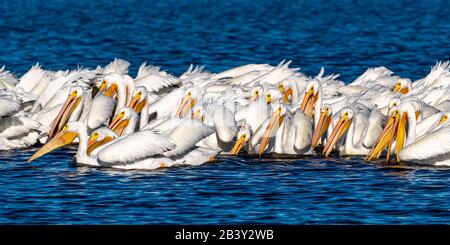 Eine Schar amerikanischer Weißer Pelikane (Pelecanus erythrorhynchos), die als Gruppe im Merritt Island National Wildlife Refuge, Florida, schwimmen und angeln. Stockfoto