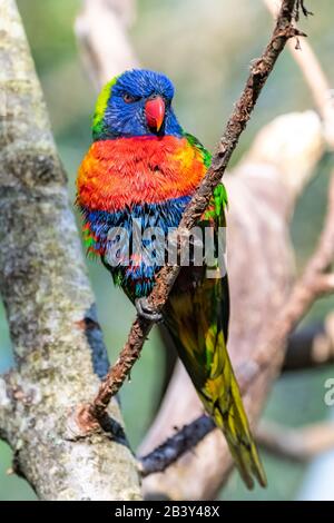 Kokosnusslorikeet, bunter Vogel auf einem Ast Stockfoto