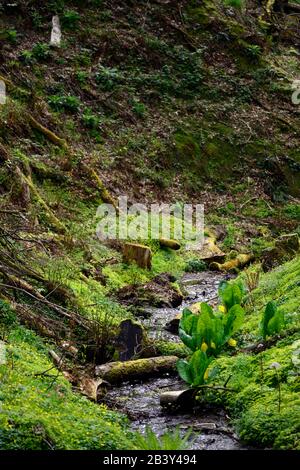 Lysichiton americanus, Bach, Fluss, Tal, Holz, Wald, Schatten, schattig, invasive Arten, RM Floral Stockfoto