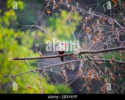 Der grauköpfige Königsfischer (Halcyon leucocephala) sitzt an einem Baum und stellt sich Stockfoto