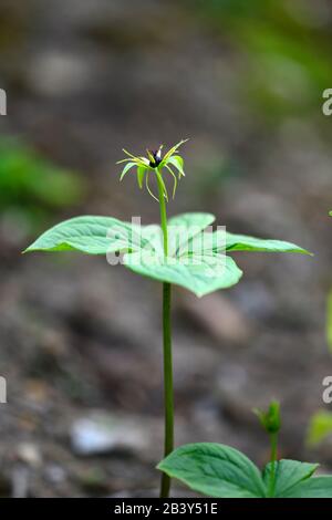 Kraut Paris, True Lover's Knot, Paris quadrifolia, Blume, Blüte, Garten, Gärten, Schatten, Schatten, Schatten, RM Floral Stockfoto