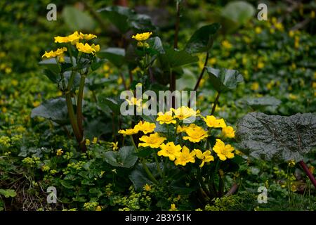 Caltha palustris, King Cups, Marigold im Sumpf, Marigold im Sumpf, gelbe Blumen, Blüte, Boggy, sumpfiger Boden, nasser Boden, Gärten, Garten, Teich, marginale Pflanze, g Stockfoto