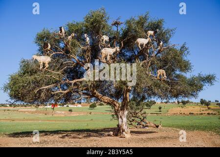 Bild von Ziegen kletterte auf einen Baum in Marokko. Stockfoto