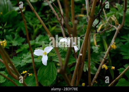 Trillium grandiflorum, weiße Blumen, Frühlingsblumen, Blüte, Schatten, schattig, Holzfäller, Holzfäller, Holz, Waldgarten, Gärten, RM Floral Stockfoto