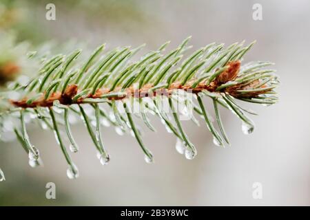 Regen fällt auf immergrüne Nadeln Stockfoto