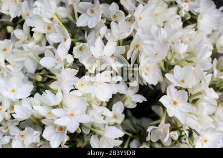 Designkarte mit weißen Narben. Rechteckiges Format. Stockfoto