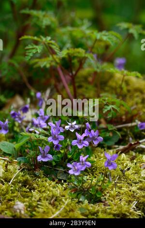 Viola rivinia, Common Dog-violett, blaue Blumen, heimische Witlblume, irland, Wald, mehrjährig, Schatten, Frühling, schattig, schattig, Holz, Wald, Garten, Gärten, RM Stockfoto