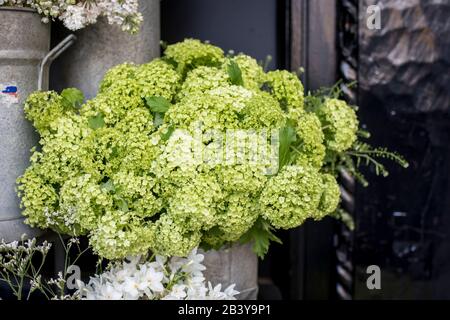 Eine Vielzahl von Farben in der Nähe des Liberty-Ladens in London. Große Blumensträuße in Zinnvasen. Grüne Hydrangea in einem Zinkeimer und Narzissen Stockfoto