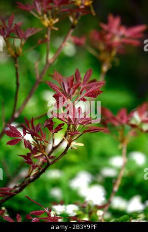 Acer, neues Laub, neues Wachstum, Frühlingswachstum, grünes Laub, Blätter, japanischer Ahorn, Aker, Baum, Bäume, RM-Blumenmuster Stockfoto