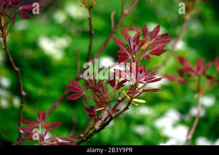 Acer, neues Laub, neues Wachstum, Frühlingswachstum, grünes Laub, Blätter, japanischer Ahorn, Aker, Baum, Bäume, RM-Blumenmuster Stockfoto