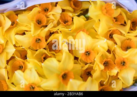 Designkarte mit gelben Narben. Rechteckiges Format. Stockfoto