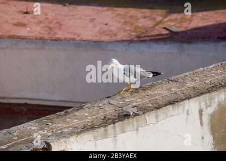 Möwe steht auf dem Gebäude in Marokko. Stockfoto