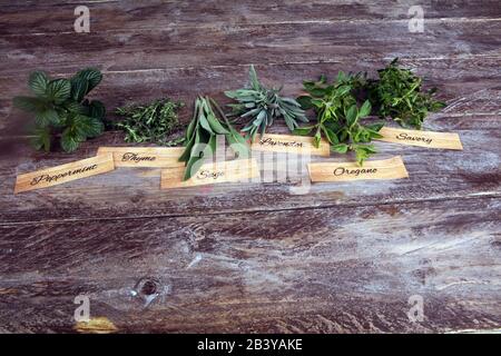 Hausgemachte und aromatische Kräuter auf rustikalem Hintergrund.Satz kulinarischer Kräuter. Grün wachsende Salbei, Oregano, Thymian, Minze und Oregano mit Etiketten Stockfoto