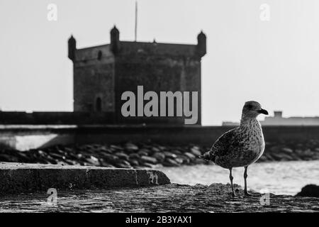 Schwarz-Weiß-Bild der Möwe an der Küste in Essaouira, Marokko. Stockfoto