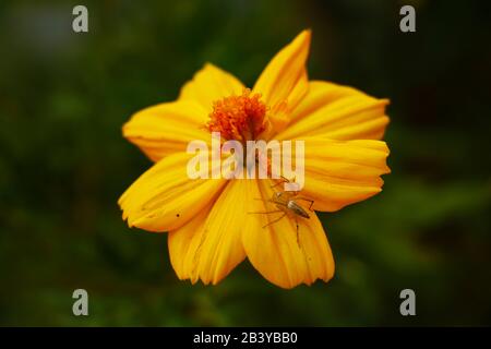 Sonnenblume isoliert mit grünem Hintergrund Stockfoto