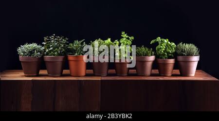 Hausgemachte und aromatische Kräuter in alten Tontöpfen. Ein Satz kulinarischer Kräuter. Grün wachsender Salbei, Oregano, Thymian, herzhaft, Minze und Oregano. Stockfoto