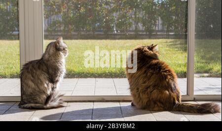 Langhaarige sibirische Katzen brüten in einem Garten Stockfoto