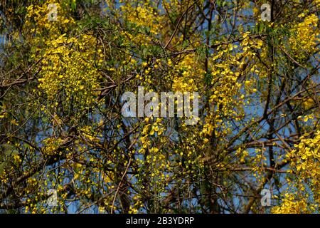 Cassia fistula, allgemein bekannt als goldene Dusche, Spülkasia, indisches Laburnum oder Pudding-Pfeifenbaum, ist eine blühende Pflanze Stockfoto