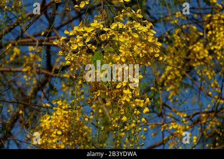 Cassia fistula, allgemein bekannt als goldene Dusche, Spülkasia, indisches Laburnum oder Pudding-Pfeifenbaum, ist eine blühende Pflanze Stockfoto