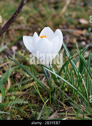 Nahaufnahme von violetten Krokusse auf grünem Gras am sonnigen Tag Stockfoto