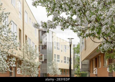 Frühling in der Stadt. Straße mit blühenden Kirschbäumen, modernen Gebäuden und Streetlamp. Stockfoto