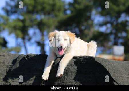 Foto eines süßen weißen Welpen am Strand an einem sonnigen Tag Stockfoto