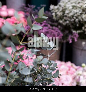 Designkarte aus einem Eukalyptus-Blumenstrauß auf dem Rosenkugel Stockfoto