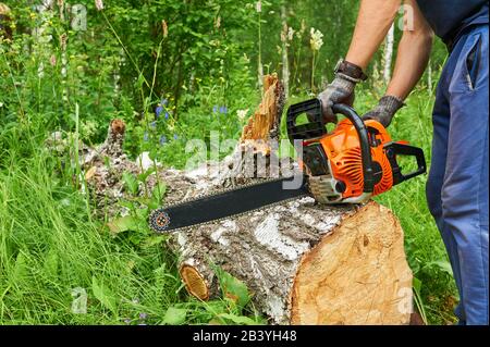 Kettensäge in Aktion Schneidholz. Man schneide Holz mit Säge, Staub und Bewegungen. Stockfoto