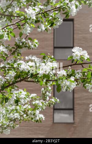 Weißer blühender Baum vor einem Ziegelbau. Frühling in der Stadt. Stockfoto