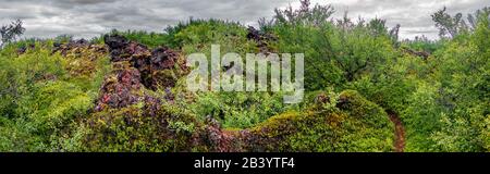 Ungewöhnliches Island - Panoramablick über einen neuen Wald, der über einem alten Lavafeld mit einem Wanderweg in den isländischen Highlands nahe dem See Myvatn wächst Stockfoto