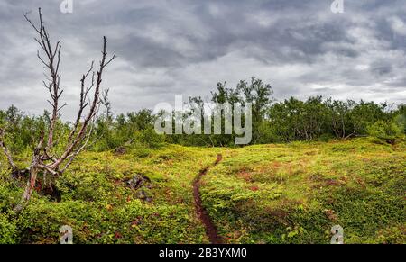 Ungewöhnliches Island - Panoramablick über einen neuen Wald, der über einem alten Lavafeld mit einem Wanderweg in den isländischen Highlands nahe dem See Myvatn wächst Stockfoto