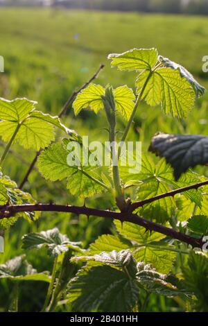 Hintergrundbeleuchteter Bramble (Rubus fruticosus) an einem Frühlingstag. Ludwell Valley Park, Exeter, Devon, Großbritannien. Stockfoto