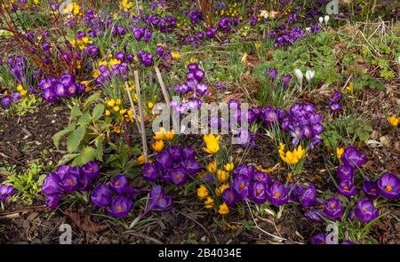 Ein Blumenrand voller blühender lila und gelber Krokusse. Stockfoto