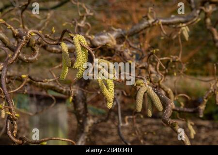 Catkins auf einem Corkscrew Hazel Tree. Stockfoto