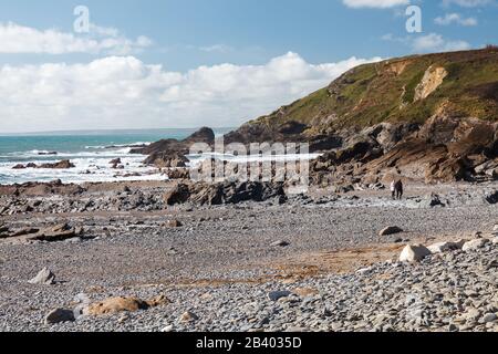 Robuster Strand in Dollar Cove Gunwalloe Cornwall England Großbritannien Europa Stockfoto