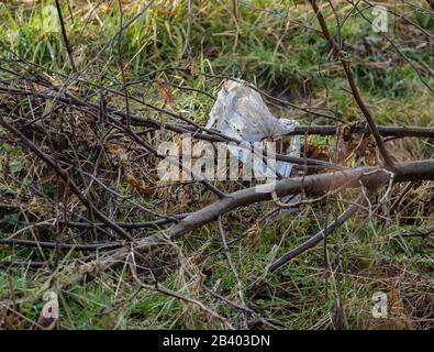 Ein Plastiksack, der nach Überschwemmungen in einem Baumzweig gefangen wurde. Stockfoto