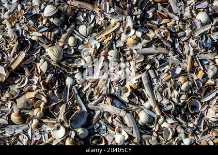 Muscheln am Strand Stockfoto