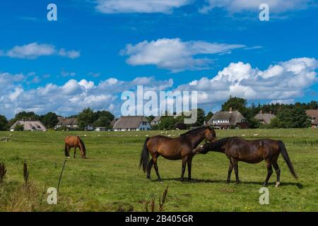 Gemeinde Nebel, Nordseeinsel Amrum, Nordfriesland, Schleswig-Holstein, Norddeutschland, Europa Stockfoto