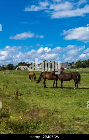 Gemeinde Nebel, Nordseeinsel Amrum, Nordfriesland, Schleswig-Holstein, Norddeutschland, Europa Stockfoto