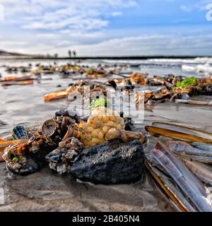 Gemeinde Nebel, Nordseeinsel Amrum, Nordfriesland, Schleswig-Holstein, Norddeutschland, Europa Stockfoto