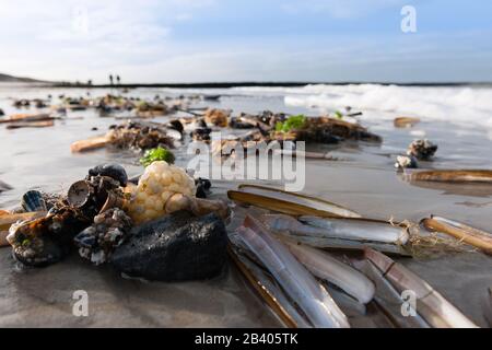 Gemeinde Nebel, Nordseeinsel Amrum, Nordfriesland, Schleswig-Holstein, Norddeutschland, Europa Stockfoto