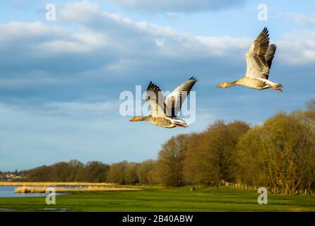 Zwei Graugänse fliegen in Lübeck über das Naturschutzgebiet "Schellbruch". Stockfoto