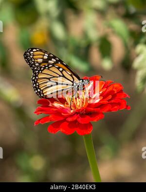 Schöner, zart, Monarch Butterfly nippend Nektar aus heller, oranger Blüte. Stockfoto