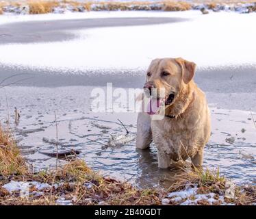 Gelbes Labor im teilweise gefrorenen See Stockfoto