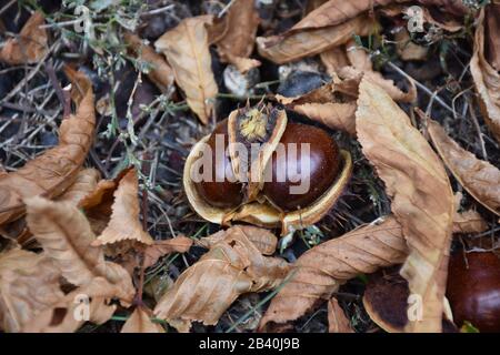 Kastanie in einer Schale mit gelben Blättern und getrocknetem Gras auf dem Boden Stockfoto