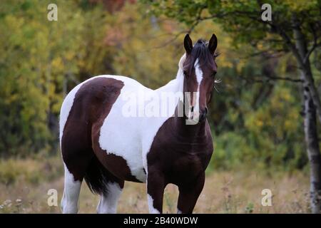 Paint Horse in Indianerreservat Stockfoto