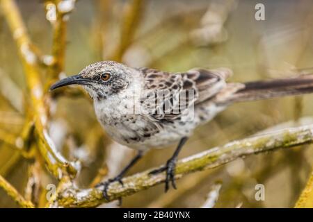 Galapagos-Vögel: Espanola Mockingbird sitzt in Baum auf Espanola, Galapagos-Inseln, Ecuador. Aka Hood Mockingbird. Tiere und Natur in Südamerika. Stockfoto