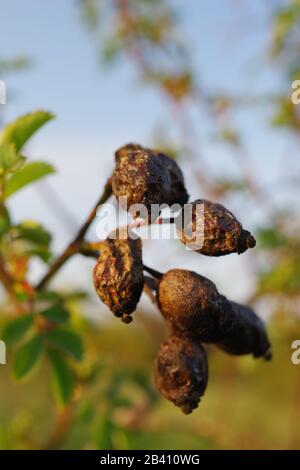 Dog Rose Rosehip (Rosa Canina), vorbei an ihrem besten, aus der letzten Saison, Makro im goldenen Licht eines Frühlingsabends. Ludwell Valley Park, Exeter, Devon. Stockfoto