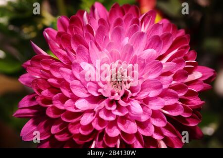 Nahaufnahme eines leuchtend rosafarbenen Chrysanthemums Stockfoto